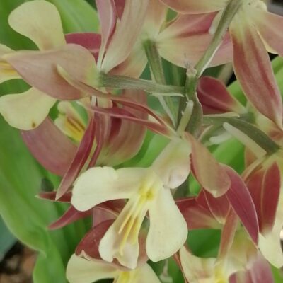 Calanthe Takane hybrid