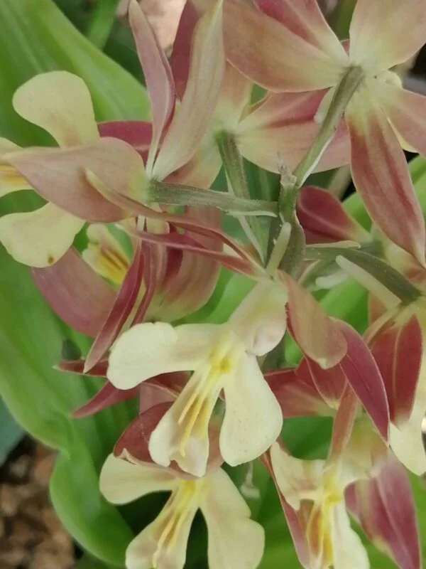 Calanthe Takane hybrid, pianta da esterno