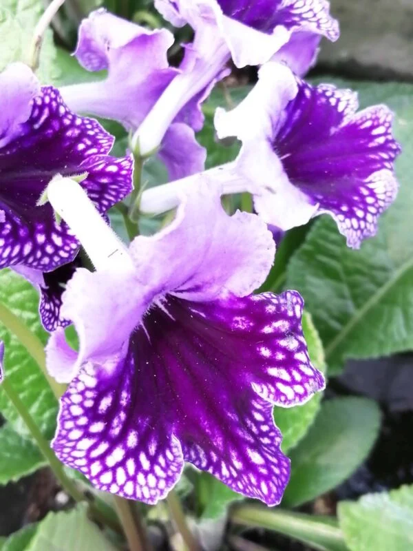 Scindapsus pictus, pothos d'argento, foto 19