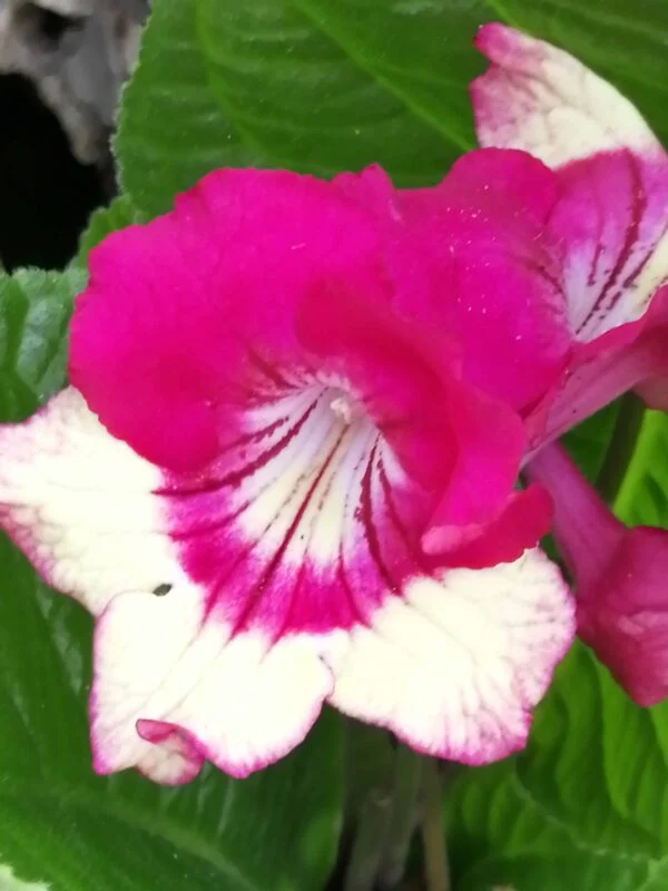 Scindapsus pictus, pothos d'argento, foto 18