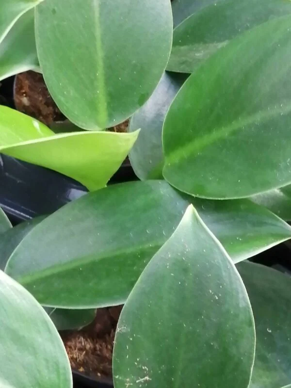 Scindapsus pictus, pothos d'argento, foto 16