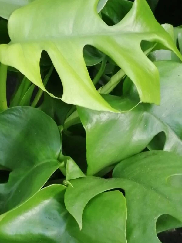 Scindapsus pictus, pothos d'argento, foto 15