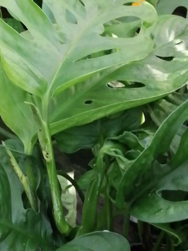 Scindapsus pictus, pothos d'argento, foto 14