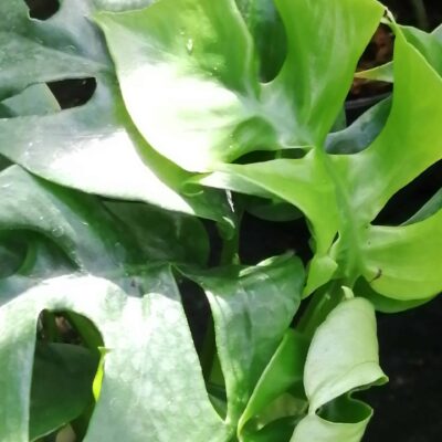 Philodendron Monstera minima, Rhaphiodophora tetrasperma