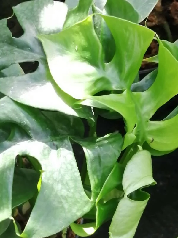 Philodendron Monstera minima, Rhaphiodophora tetrasperma, pianta da interno