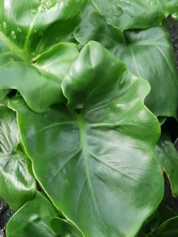 Scindapsus pictus, pothos d'argento, foto 12