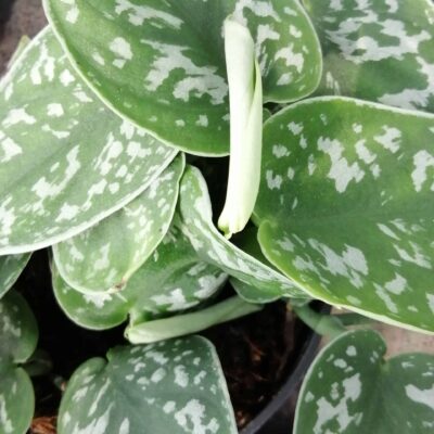 Scindapsus pictus, pothos d'argento