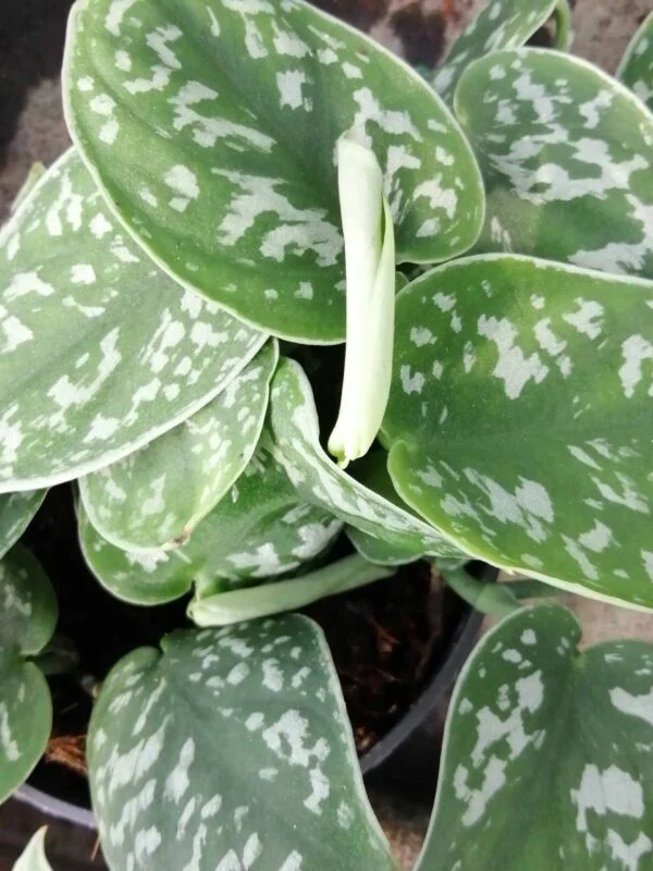 Scindapsus pictus, pothos d'argento, pianta da interno