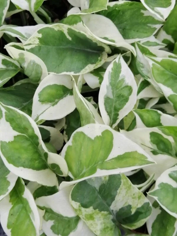 Scindapsus pictus, pothos d'argento, foto 11