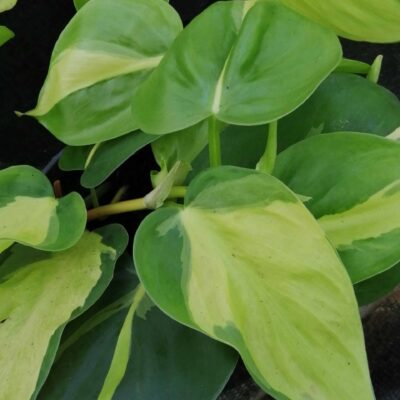 Philodendron hederaceum Brasil