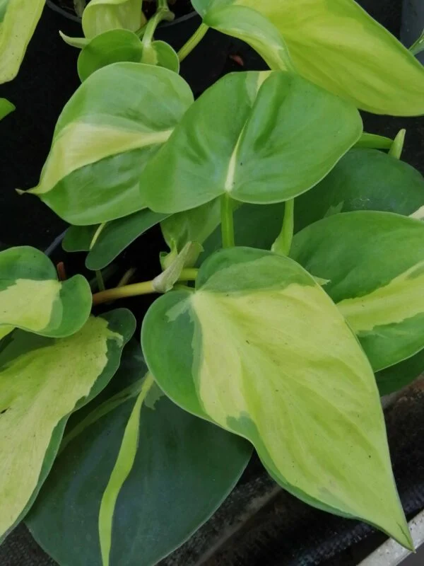 Philodendron hederaceum Brasil, pianta da interno