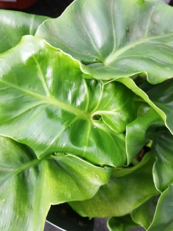 Scindapsus pictus, pothos d'argento, foto 9