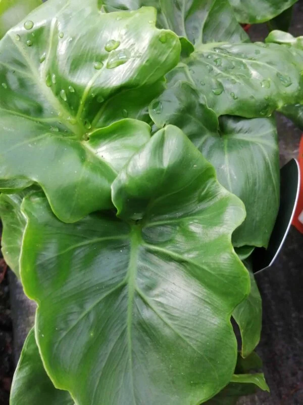Scindapsus pictus, pothos d'argento, foto 8