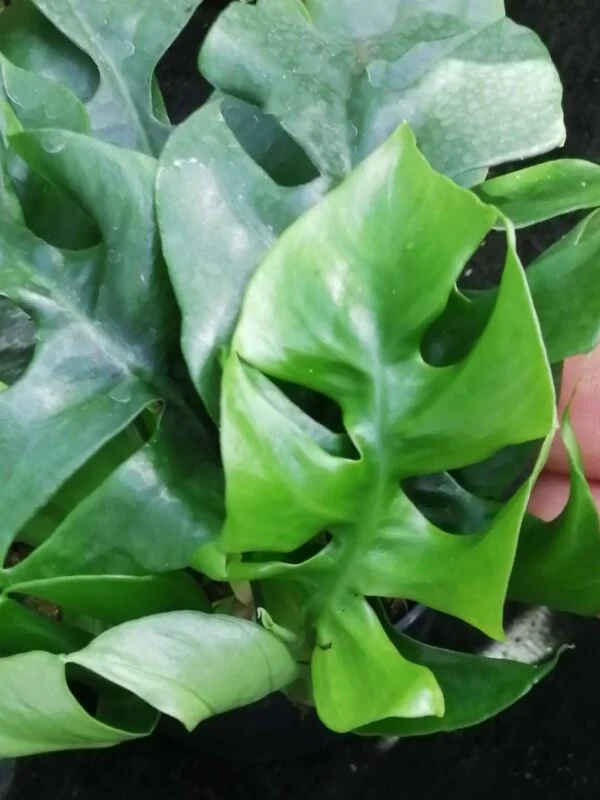 Scindapsus pictus, pothos d'argento, foto 7