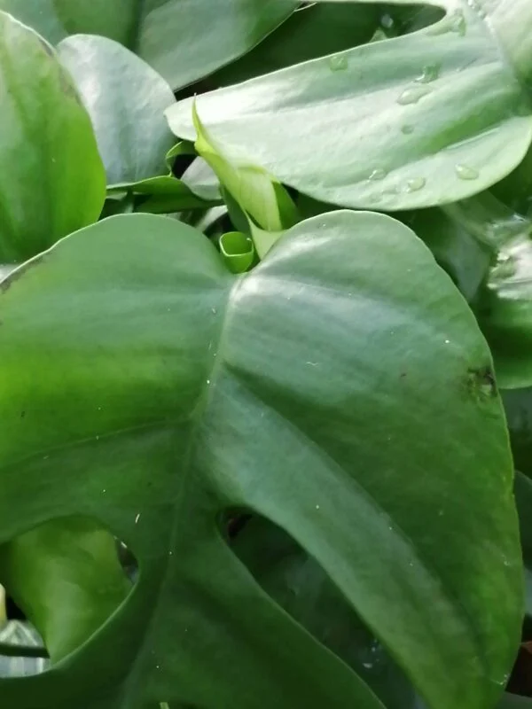 Scindapsus pictus, pothos d'argento, foto 6