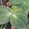 Philodendron micans, pianta da interno