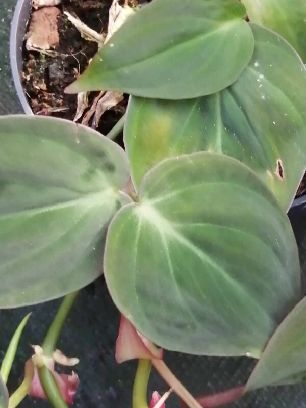 Philodendron micans, pianta da interno