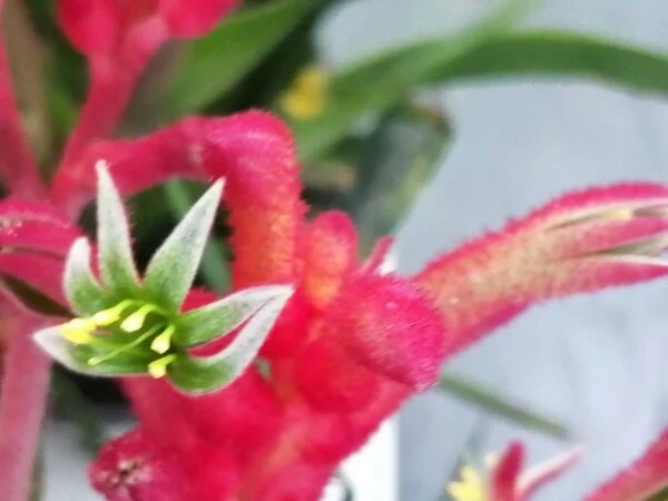 Scindapsus pictus, pothos d'argento, foto 4