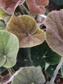 Begonia variegata 2 masoniana River