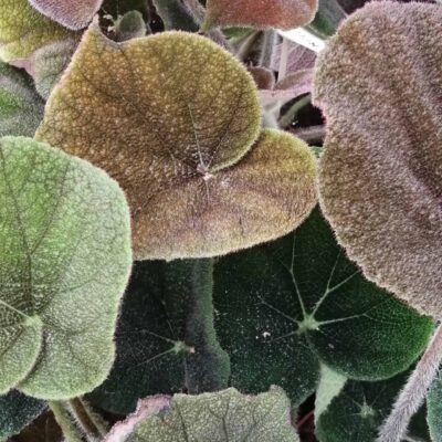 Begonia variegata 2 masoniana River xxl