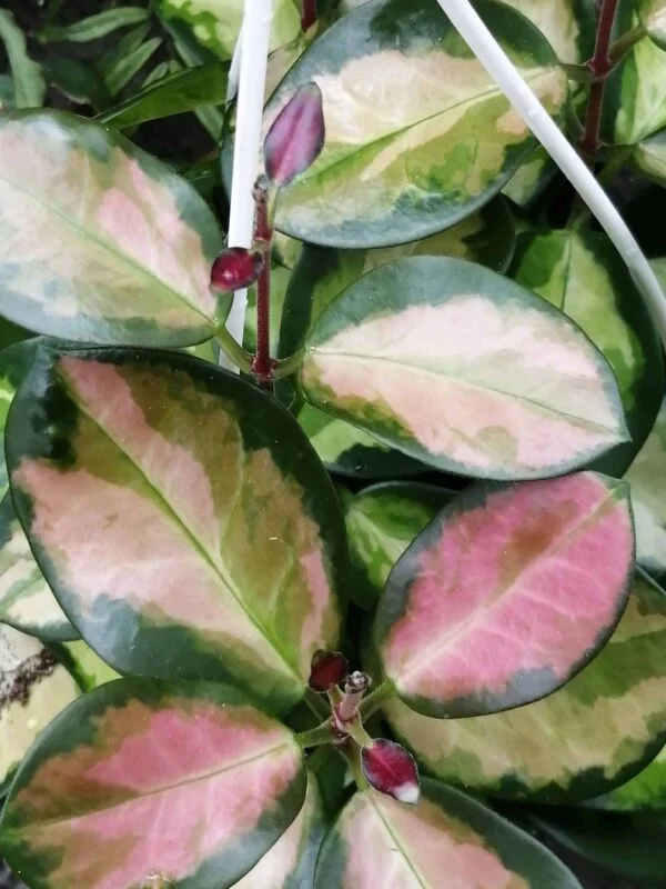 Hoya wayetii, foto 5