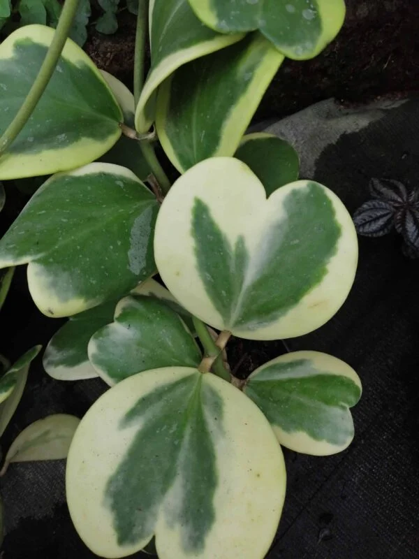 Hoya wayetii, foto 10