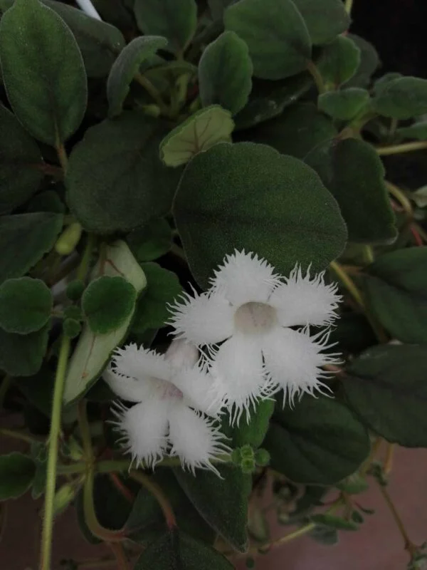 Hoya wayetii, foto 9