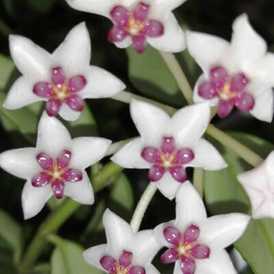 Hoya bella  Hoya lanceolata subs. bella