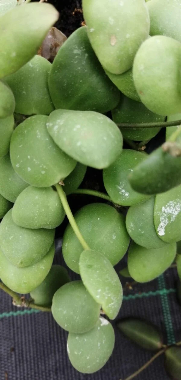 Hoya wayetii, foto 11