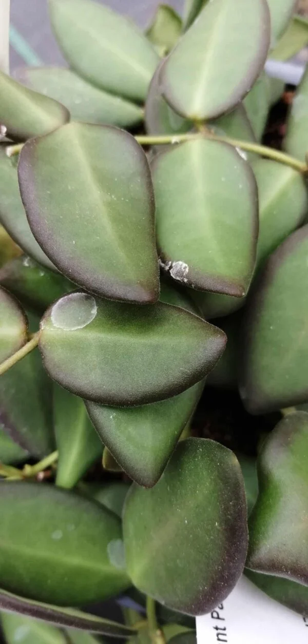 Hoya bilobata Schlechter, foto 2