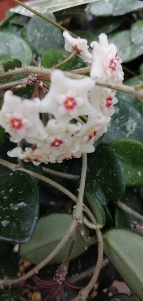 Hoya wayetii, foto 12