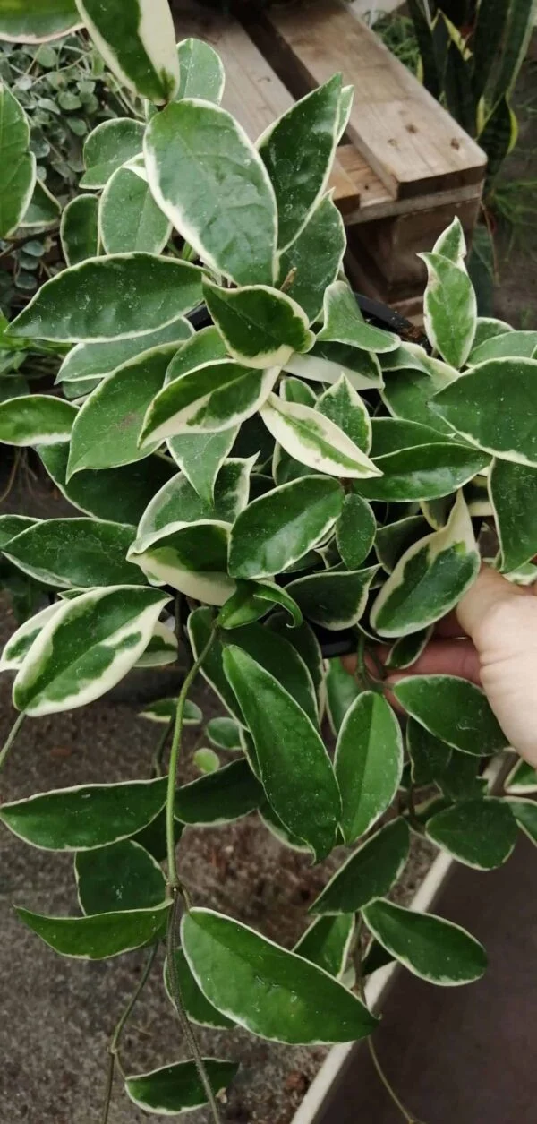 Hoya carnosa Albomarginata, pianta da interno