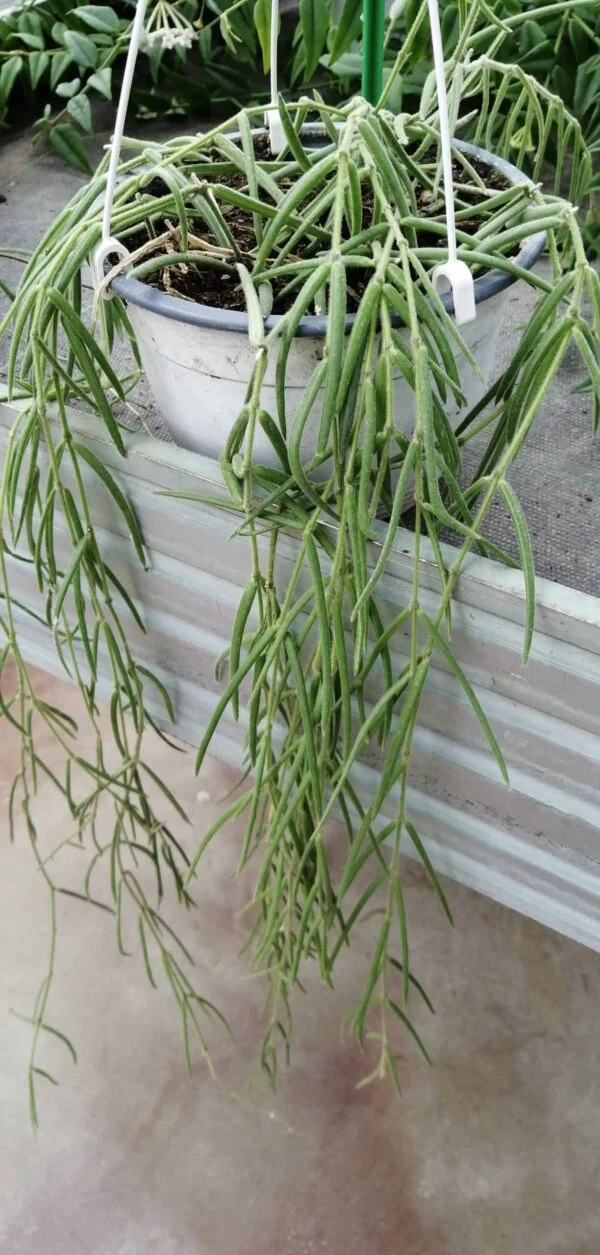 Hoya linearis, Wallich, foto 3