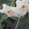 Hoya serpens, pianta da interno
