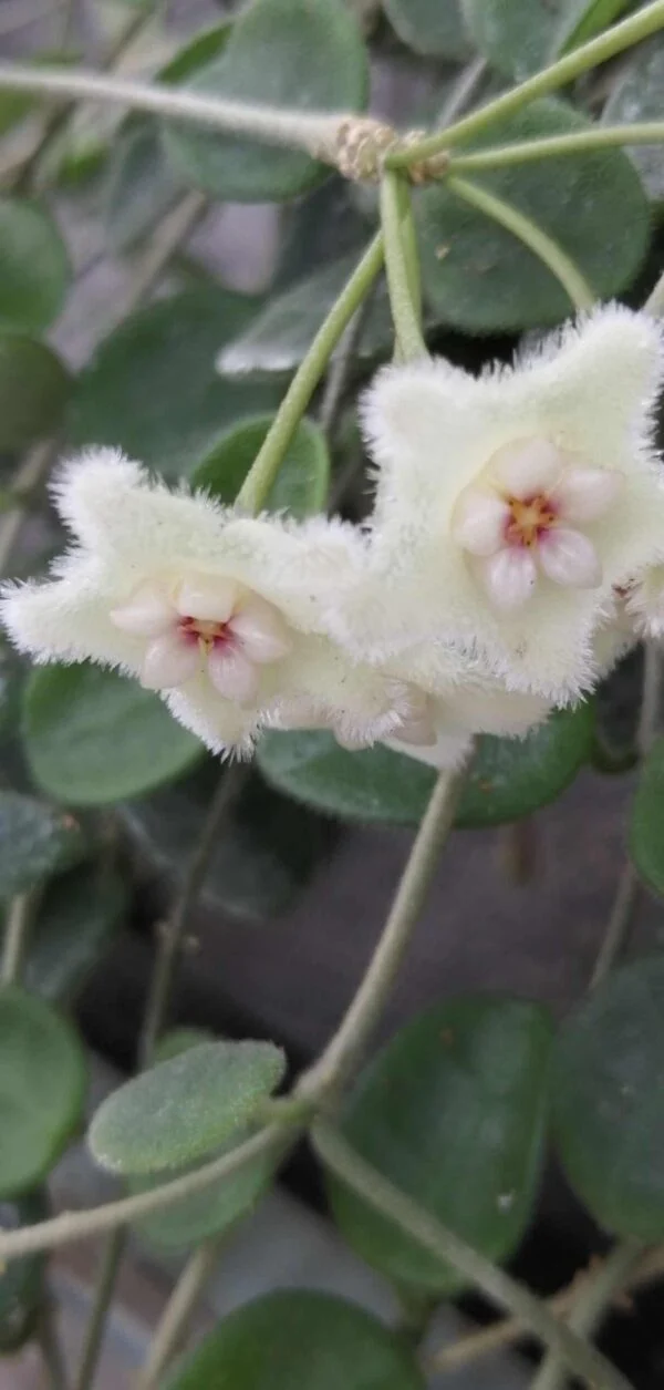 Hoya serpens, pianta da interno