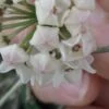 Hoya serpens, foto 3