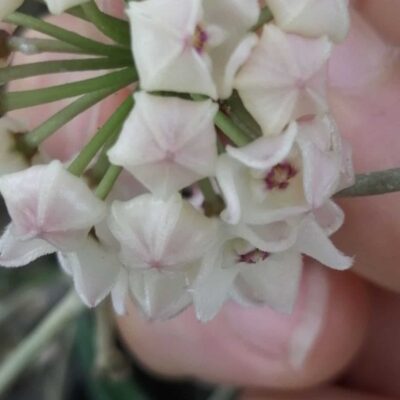 Hoya shepherdii string bean Hoya