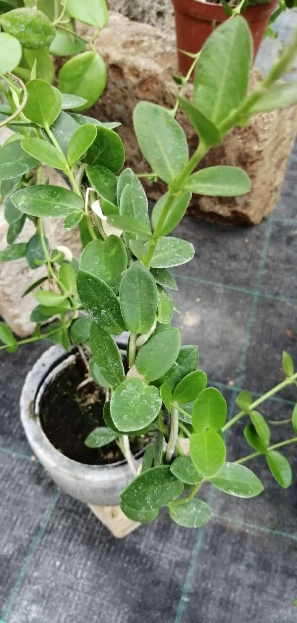 Hoya cumingiana, foto 3