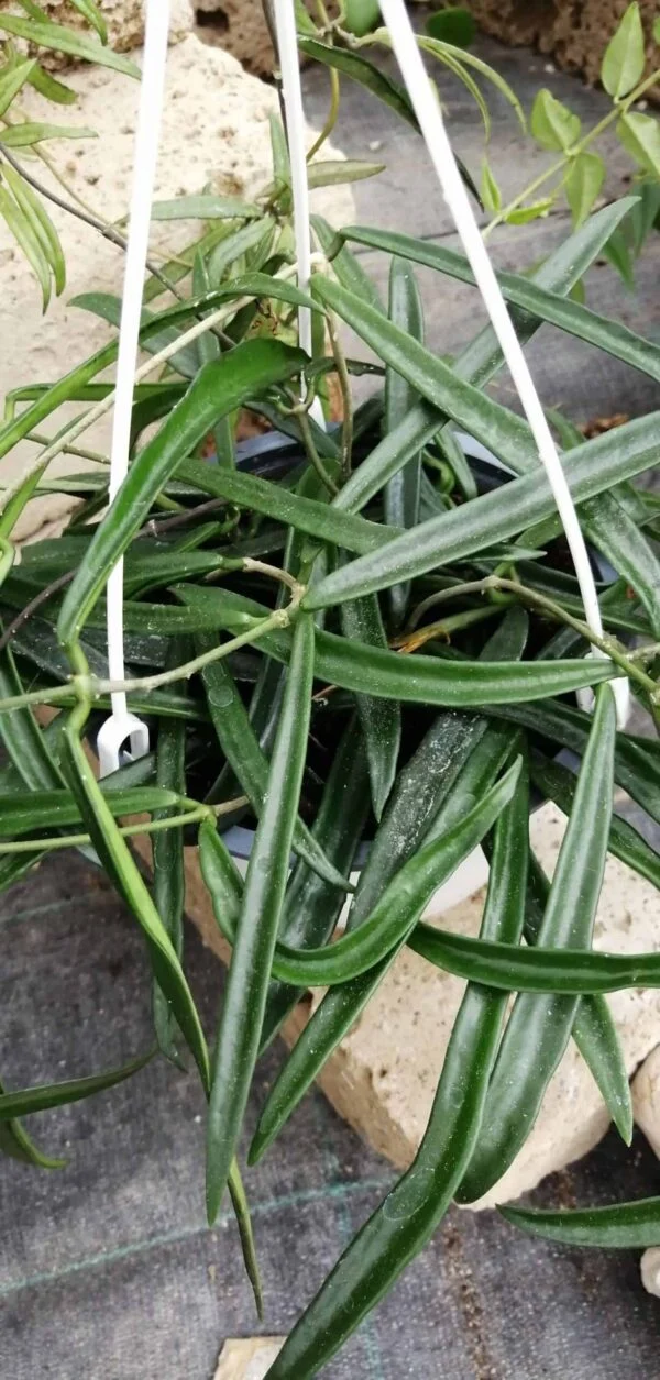 Hoya kentiana, foto 2