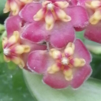 Hoya bilobata Schlechter