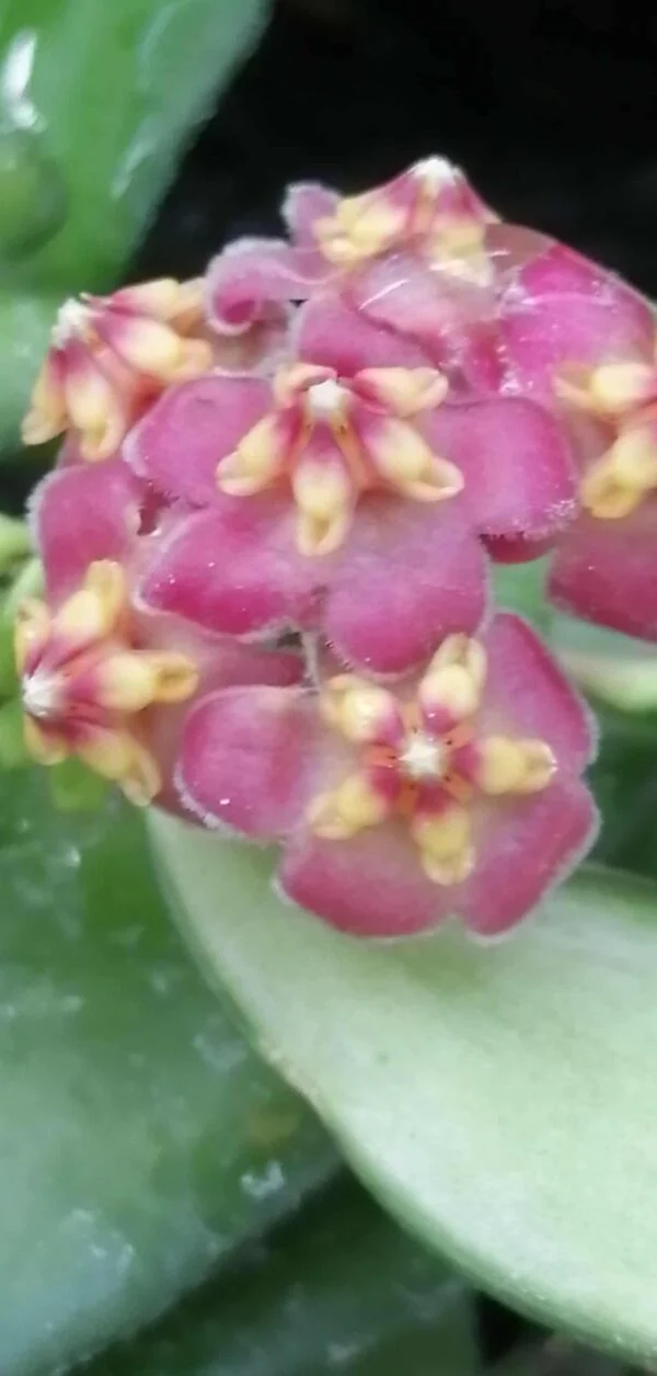 Hoya bilobata Schlechter, pianta da interno