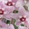 Hoya Minibelle, pianta da interno