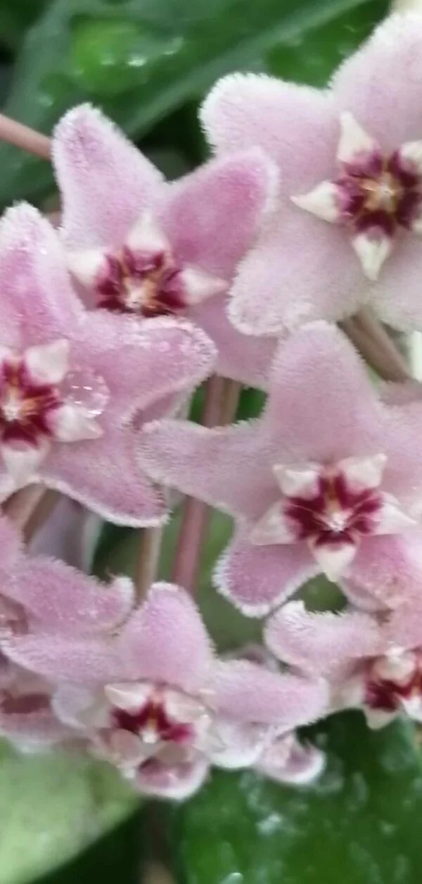 Hoya Minibelle, pianta da interno