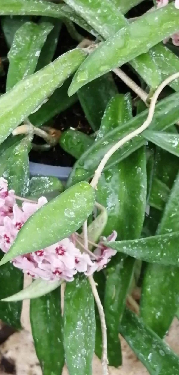 Hoya Minibelle, foto 2