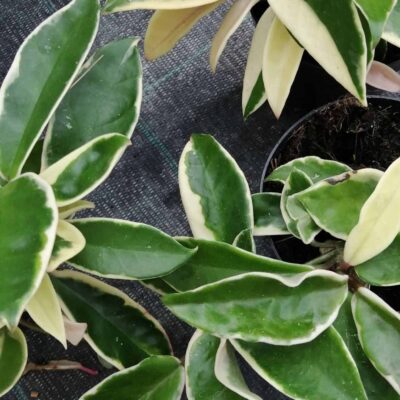 Hoya carnosa Albomarginata