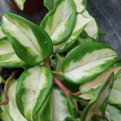 Hoya carnosa Tricolor