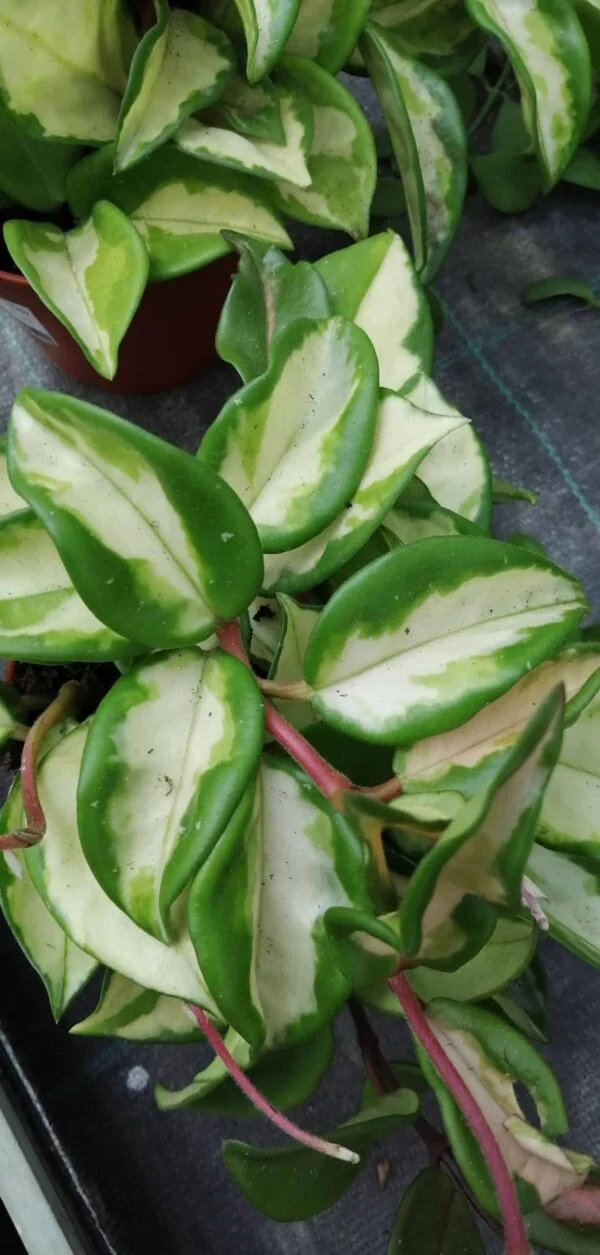 Hoya carnosa Tricolor, pianta da interno