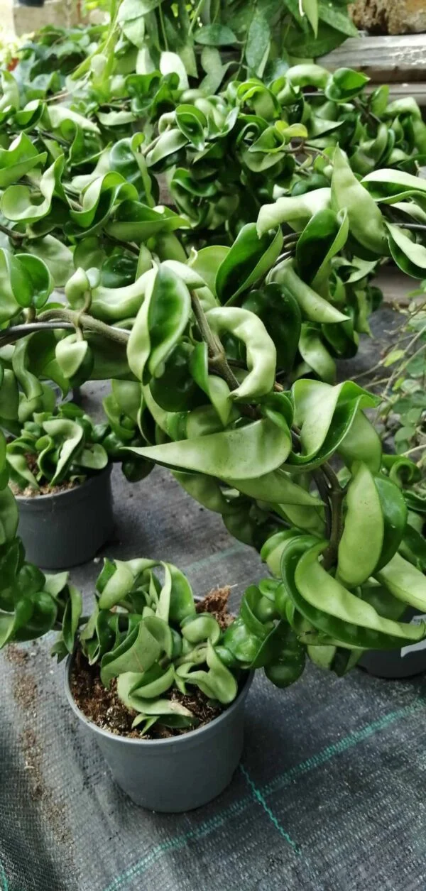 Hoya carnosa Compacta, foto 4