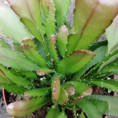 Pseudorhipsalis ramulosa Red Coral