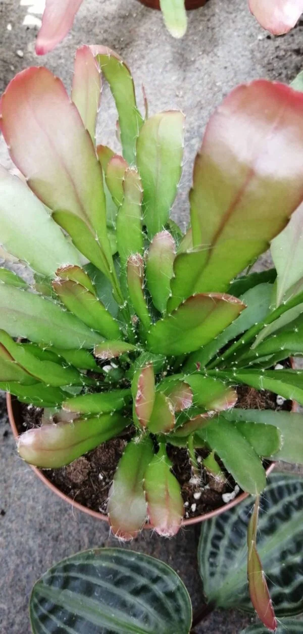 Pseudorhipsalis ramulosa Red Coral, pianta da interno
